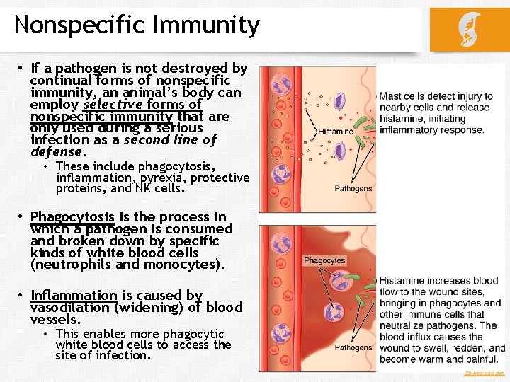 Nonspecific Immunity • If a pathogen is not destroyed by continual forms of nonspecific