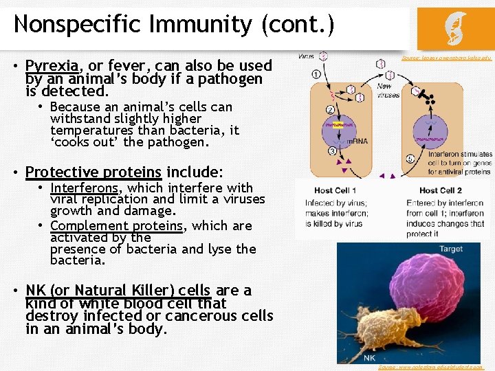 Nonspecific Immunity (cont. ) • Pyrexia, or fever, can also be used by an