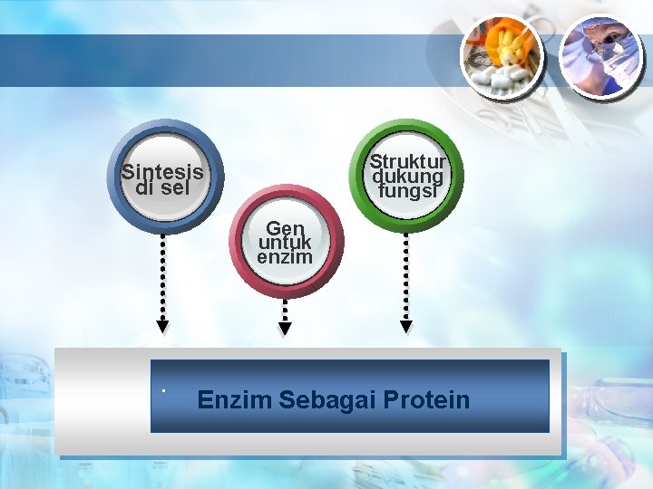 Struktur dukung fungsi Sintesis di sel Gen untuk enzim . Enzim Sebagai Protein 