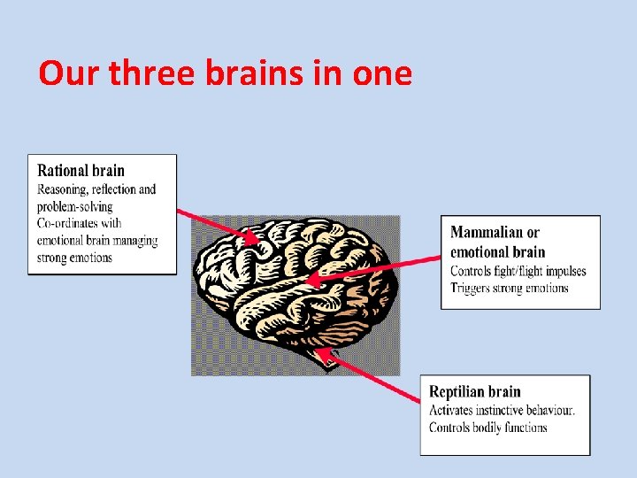 Our three brains in one 