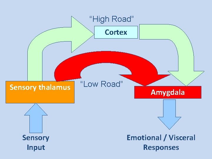 “High Road” Cortex Sensory thalamus Sensory Input “Low Road” Amygdala Emotional / Visceral Responses