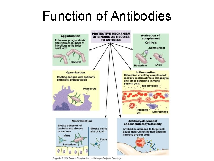 Function of Antibodies 