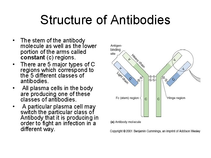 Structure of Antibodies • The stem of the antibody molecule as well as the