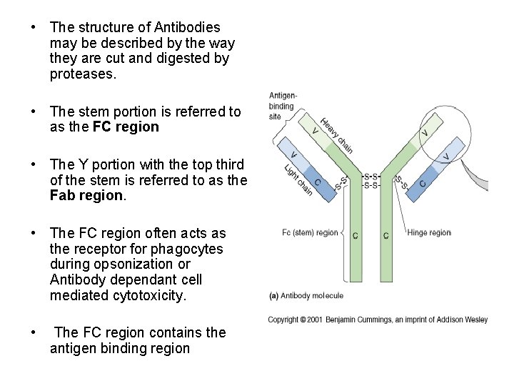  • The structure of Antibodies may be described by the way they are