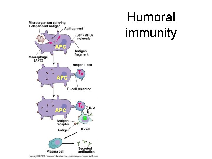 Humoral immunity APC APC TH TH B 