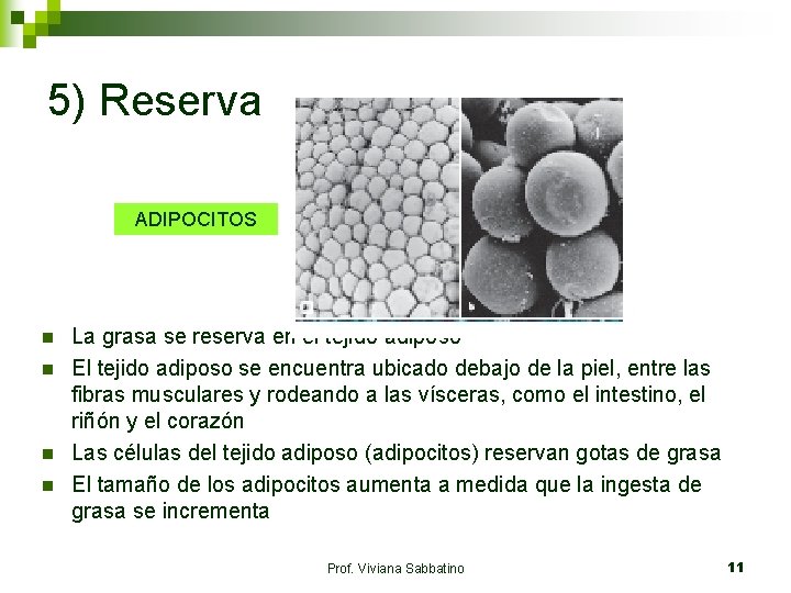 5) Reserva ADIPOCITOS n n La grasa se reserva en el tejido adiposo El