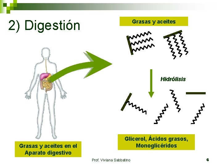 2) Digestión Grasas y aceites Hidrólisis Grasas y aceites en el Aparato digestivo Glicerol,