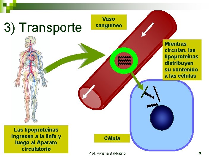 3) Transporte Vaso sanguíneo Mientras circulan, las lipoproteínas distribuyen su contenido a las células