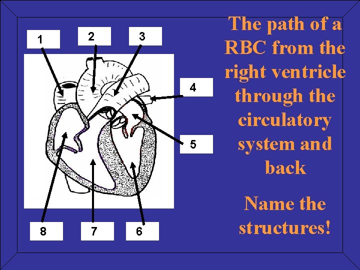 1 2 3 4 5 8 7 6 The path of a RBC from