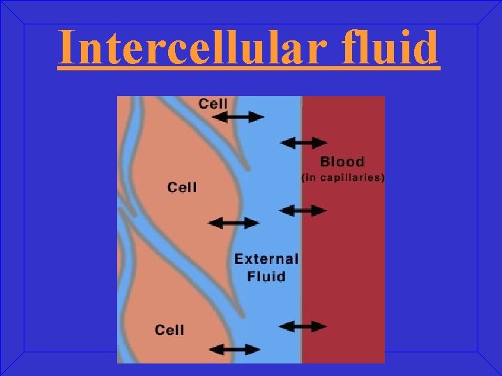 Intercellular fluid 