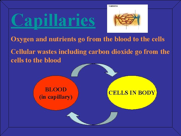 Capillaries Oxygen and nutrients go from the blood to the cells Cellular wastes including
