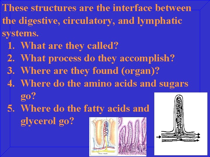 These structures are the interface between the digestive, circulatory, and lymphatic systems. 1. What