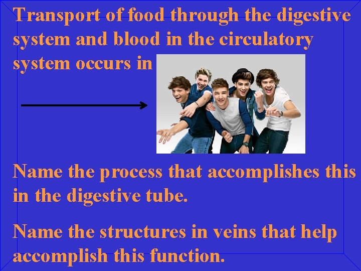 Transport of food through the digestive system and blood in the circulatory system occurs