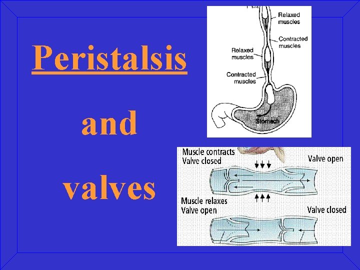 Peristalsis and valves 