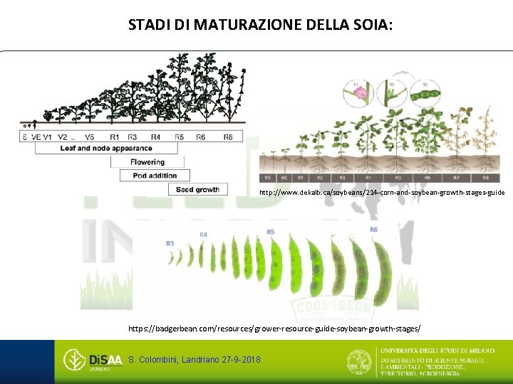 STADI DI MATURAZIONE DELLA SOIA: http: //www. dekalb. ca/soybeans/214 -corn-and-soybean-growth-stages-guide https: //badgerbean. com/resources/grower-resource-guide-soybean-growth-stages/ S.