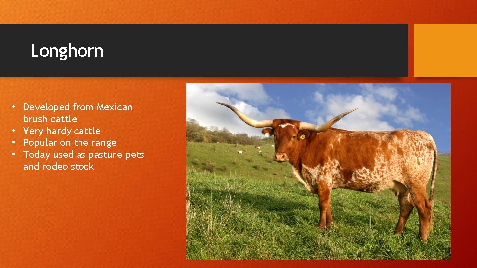 Longhorn • Developed from Mexican brush cattle • Very hardy cattle • Popular on