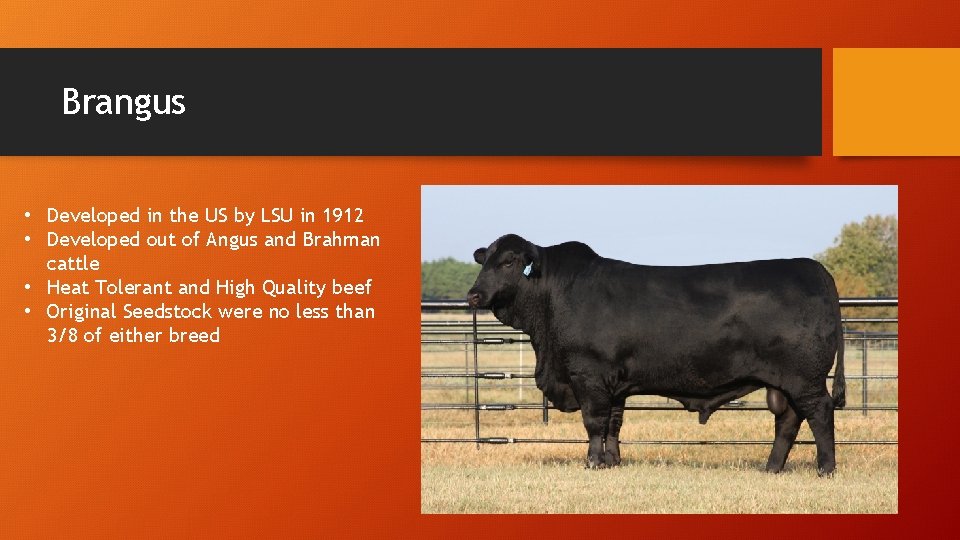 Brangus • Developed in the US by LSU in 1912 • Developed out of