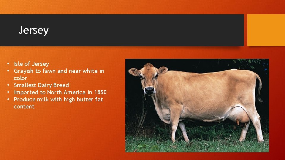 Jersey • Isle of Jersey • Grayish to fawn and near white in color