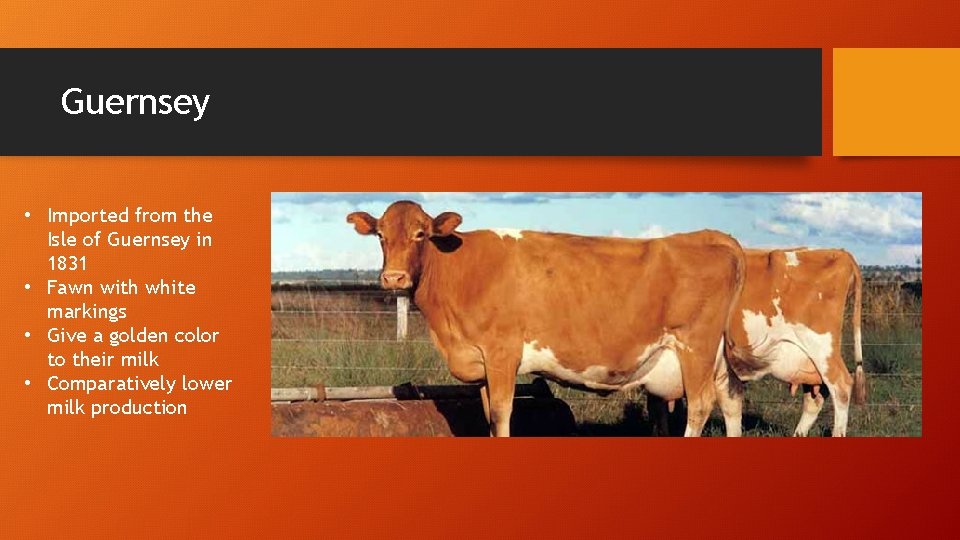 Guernsey • Imported from the Isle of Guernsey in 1831 • Fawn with white