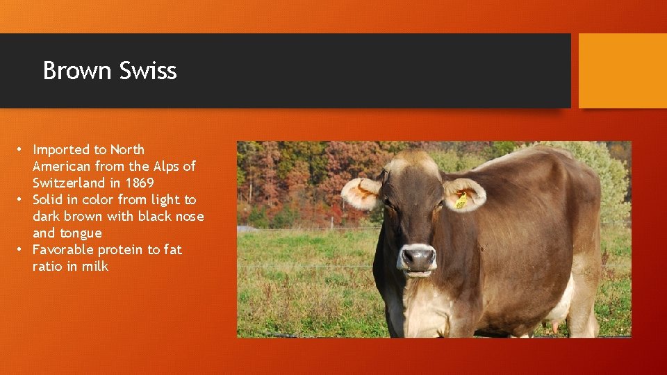 Brown Swiss • Imported to North American from the Alps of Switzerland in 1869