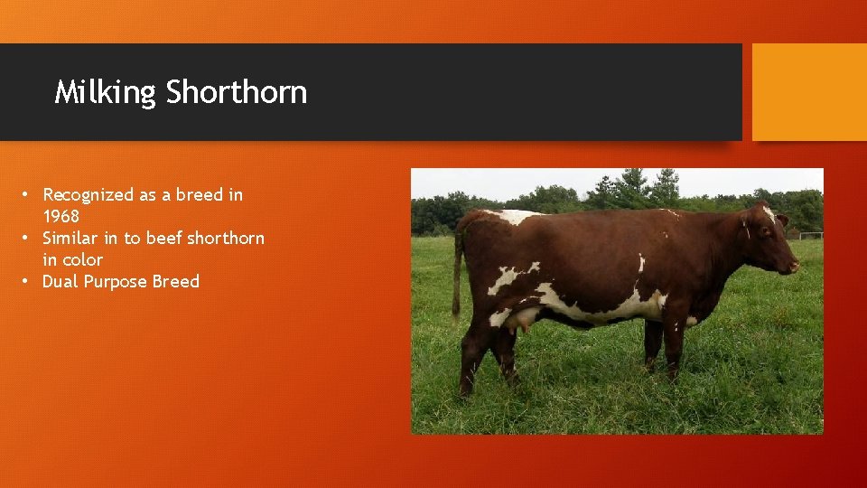 Milking Shorthorn • Recognized as a breed in 1968 • Similar in to beef