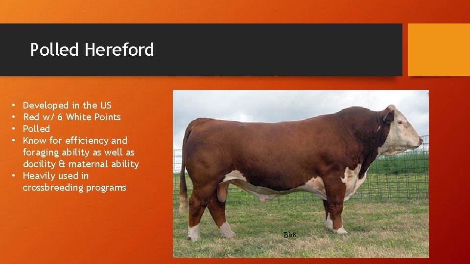 Polled Hereford Developed in the US Red w/ 6 White Points Polled Know for