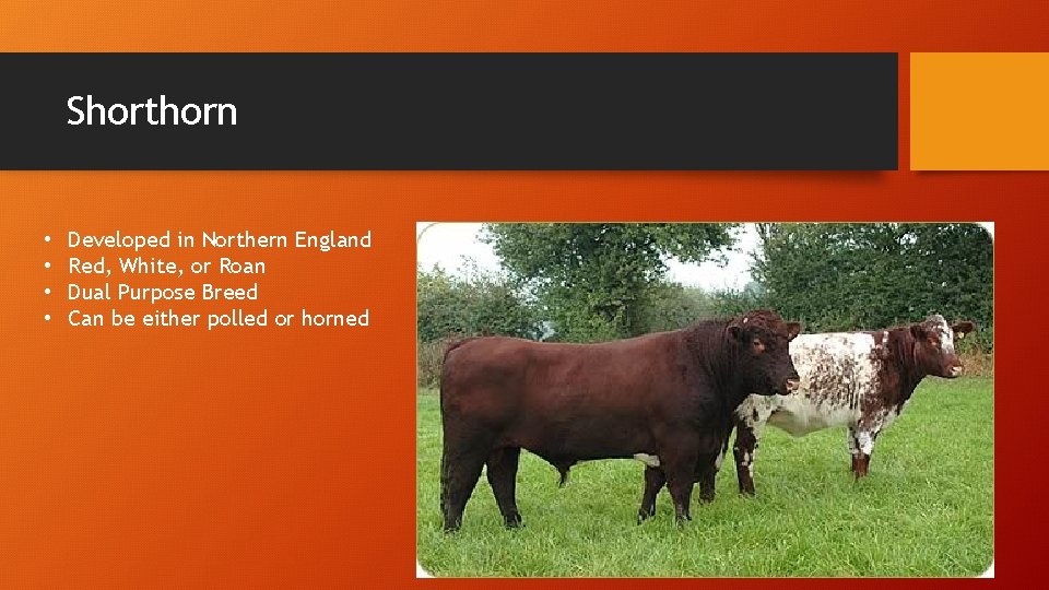 Shorthorn • • Developed in Northern England Red, White, or Roan Dual Purpose Breed