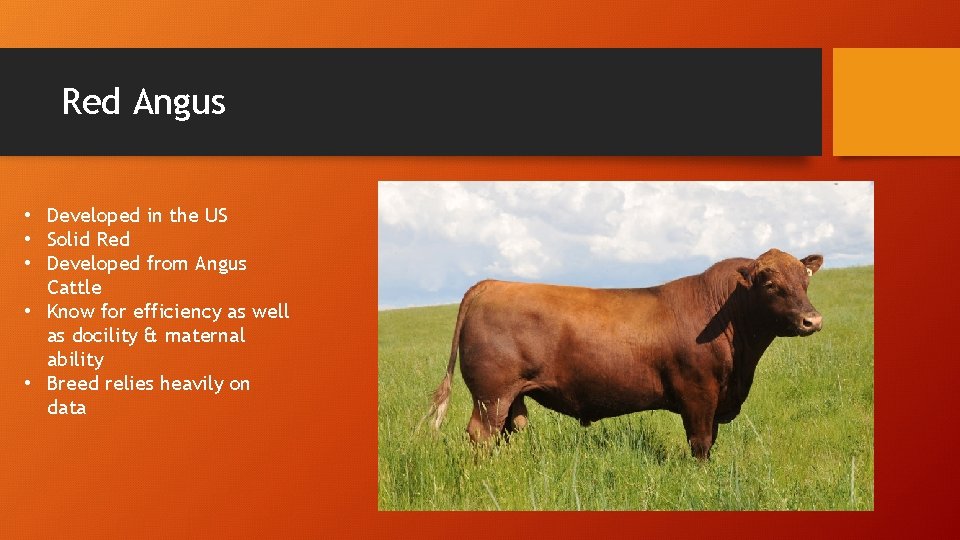 Red Angus • Developed in the US • Solid Red • Developed from Angus