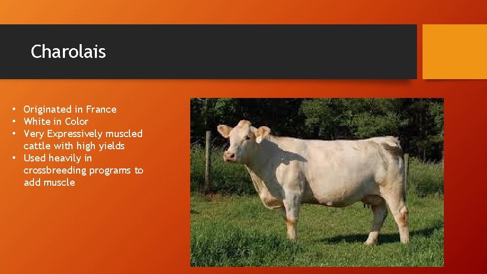 Charolais • Originated in France • White in Color • Very Expressively muscled cattle