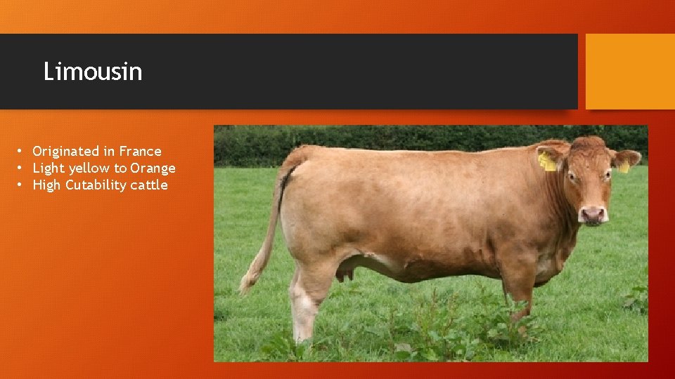 Limousin • Originated in France • Light yellow to Orange • High Cutability cattle