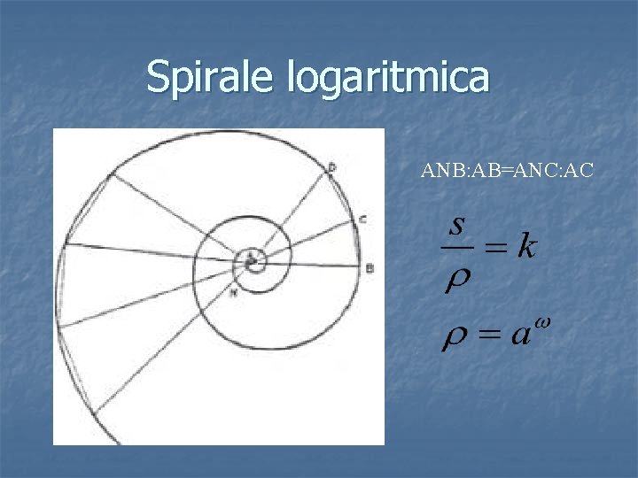 Spirale logaritmica ANB: AB=ANC: AC 