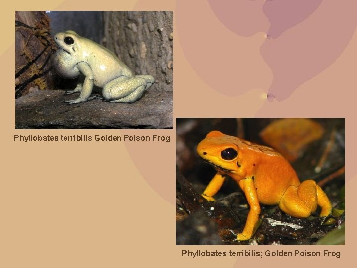Phyllobates terribilis Golden Poison Frog Phyllobates terribilis; Golden Poison Frog 