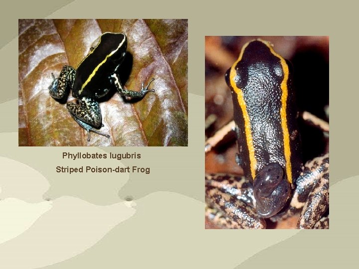 Phyllobates lugubris Striped Poison-dart Frog 