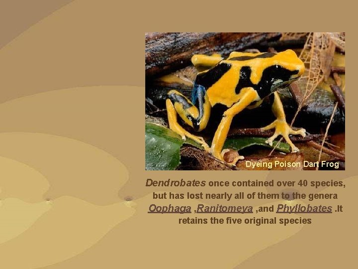 Dyeing Poison Dart Frog Dendrobates once contained over 40 species, but has lost nearly