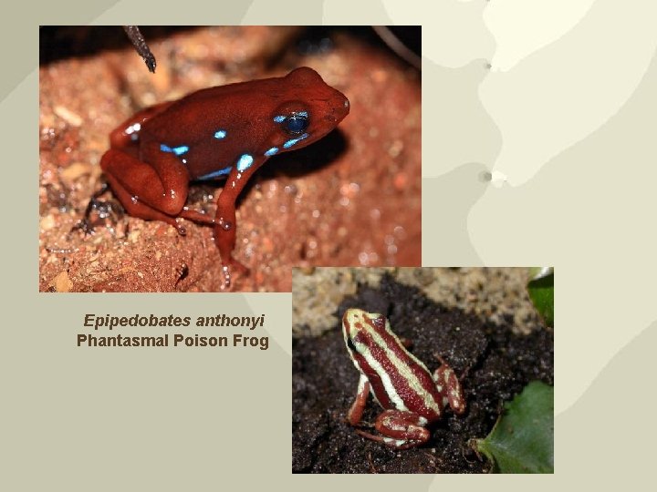 Epipedobates anthonyi Phantasmal Poison Frog 