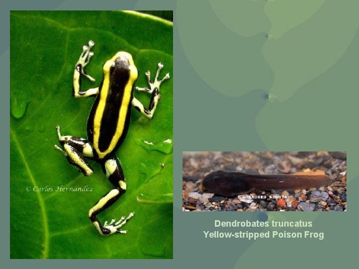 Dendrobates truncatus Yellow-stripped Poison Frog 