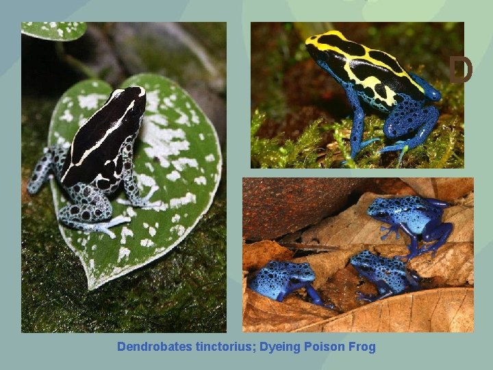 D Dendrobates tinctorius; Dyeing Poison Frog 