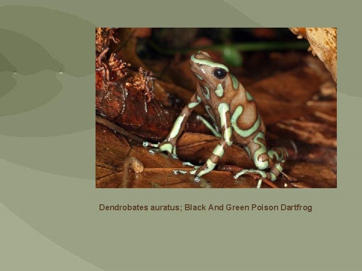 Dendrobates auratus; Black And Green Poison Dartfrog 