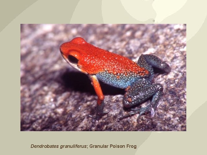 Dendrobates granuliferus; Granular Poison Frog 