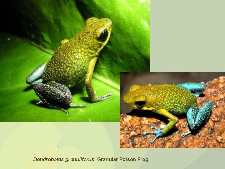 Dendrobates granuliferus; Granular Poison Frog 