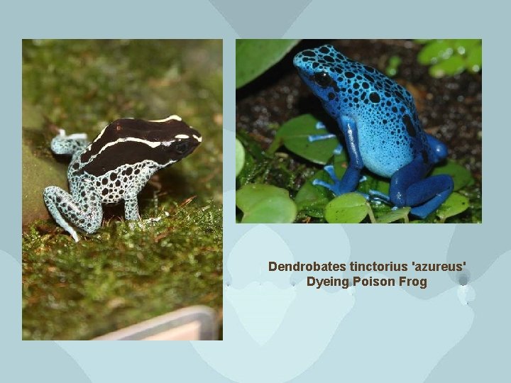 Dendrobates tinctorius 'azureus' Dyeing Poison Frog 