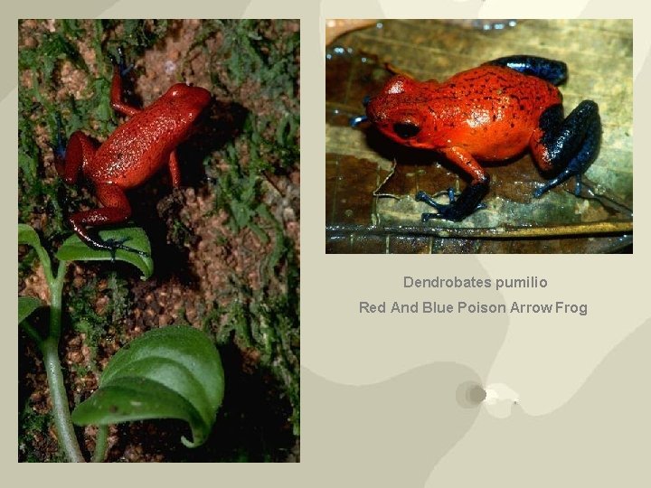 Dendrobates pumilio Red And Blue Poison Arrow Frog 