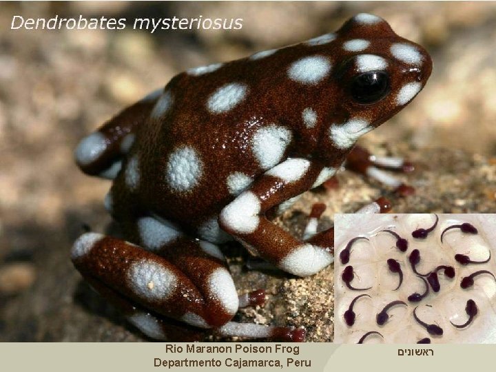 Dendrobates mysteriosus Rio Maranon Poison Frog Departmento Cajamarca, Peru ראשונים 