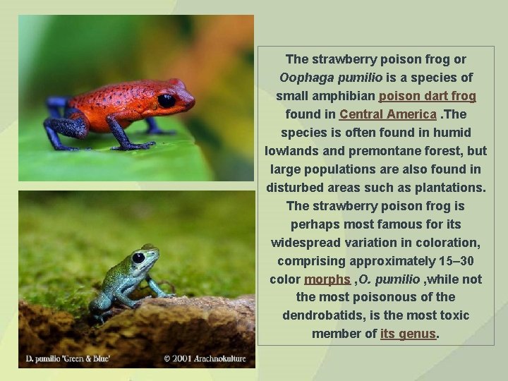 The strawberry poison frog or Oophaga pumilio is a species of small amphibian poison