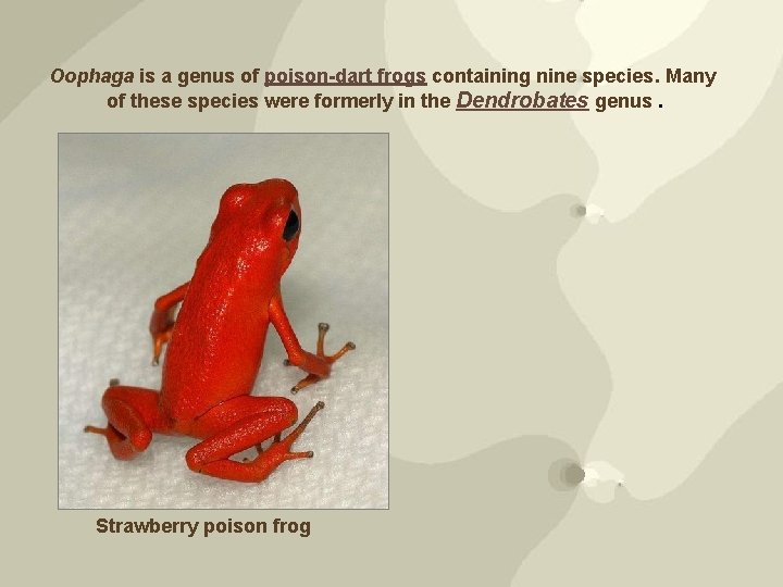Oophaga is a genus of poison-dart frogs containing nine species. Many of these species