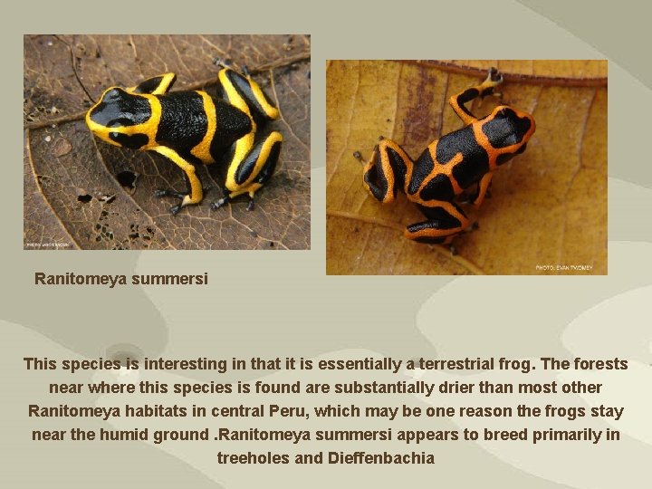 Ranitomeya summersi This species is interesting in that it is essentially a terrestrial frog.