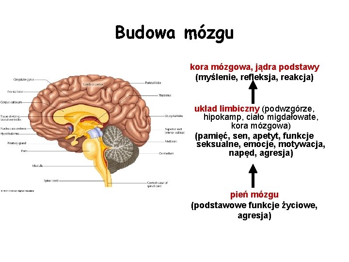 Budowa mózgu kora mózgowa, jądra podstawy (myślenie, refleksja, reakcja) układ limbiczny (podwzgórze, hipokamp, ciało
