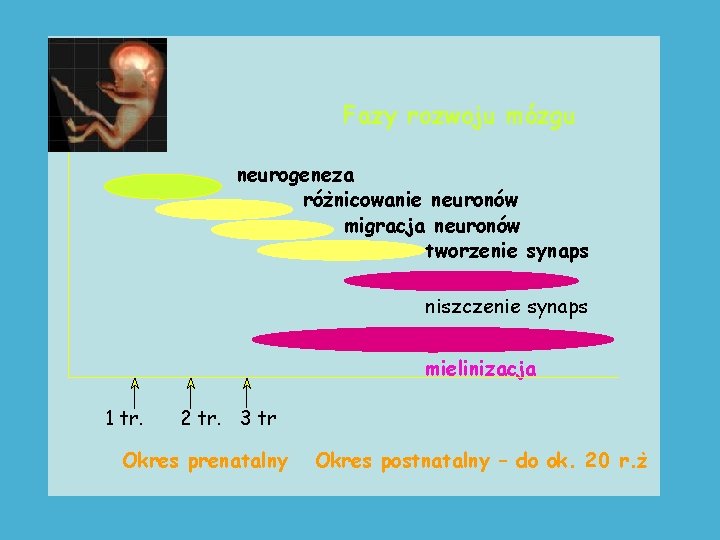 Fazy rozwoju mózgu neurogeneza różnicowanie neuronów migracja neuronów tworzenie synaps niszczenie synaps mielinizacja 1