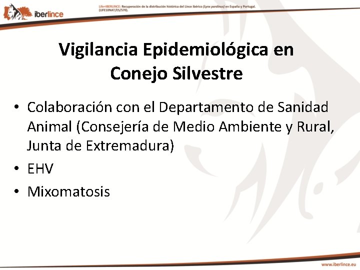 Vigilancia Epidemiológica en Conejo Silvestre • Colaboración con el Departamento de Sanidad Animal (Consejería