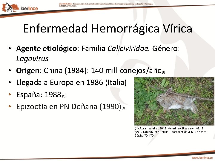 Enfermedad Hemorrágica Vírica • Agente etiológico: Familia Caliciviridae. Género: Lagovirus • Origen: China (1984):
